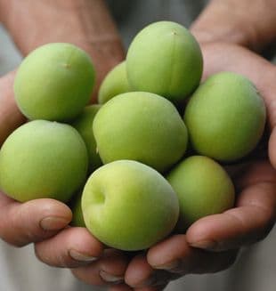 Cupped hands holding a small harvest of green wild plums