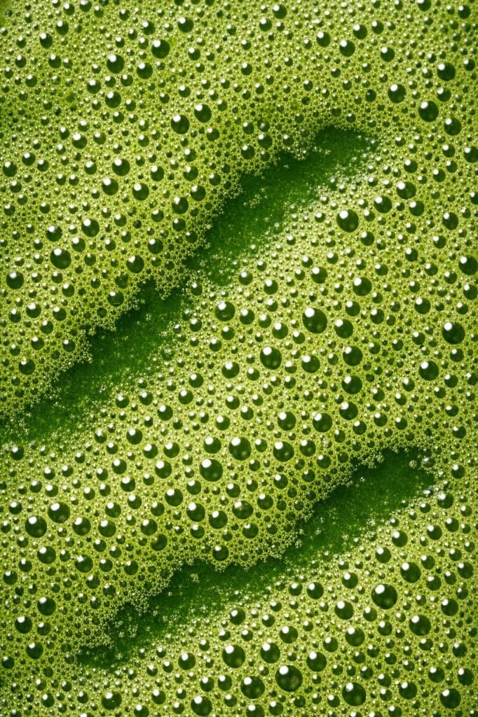 Bright green fermented sauce surface with fine bubbles