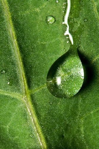 Macro close-up of a green leaf with a clear water droplet