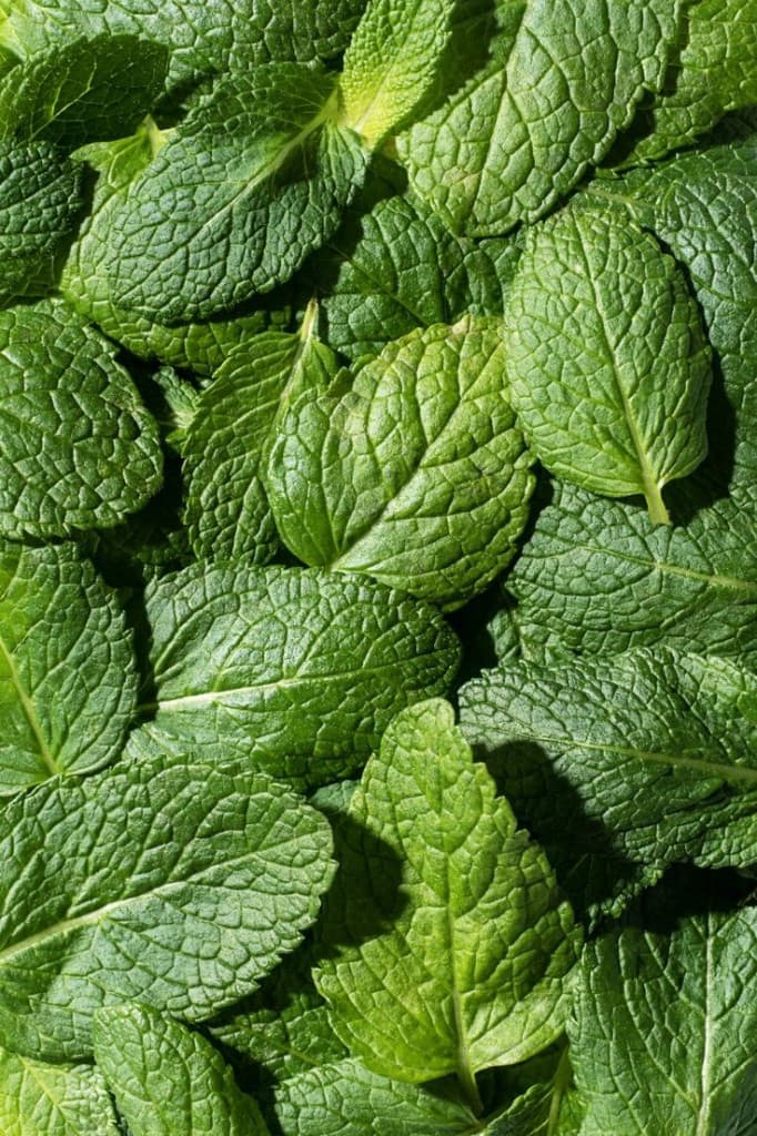 Fresh mint leaves filling the frame